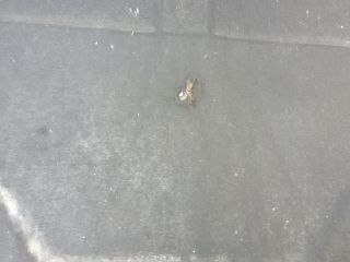 bontott ALFA ROMEO 156 Motorháztető Szigetelés