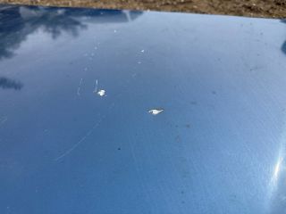 bontott AUDI A3 Motorháztető