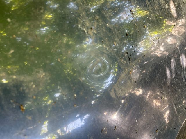 bontott AUDI A5 Bal első Ajtó (Üres lemez)