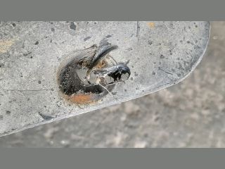 bontott AUDI A6 C5 Bal első Dobbetét (Kerékjárati, Műanyag)