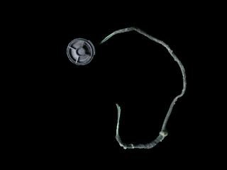 bontott AUDI A6 C5 Bal hátsó Magassugárzó Hangszóró