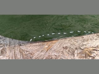 bontott AUDI A7 Jobb hátsó Ajtó (Üres lemez)