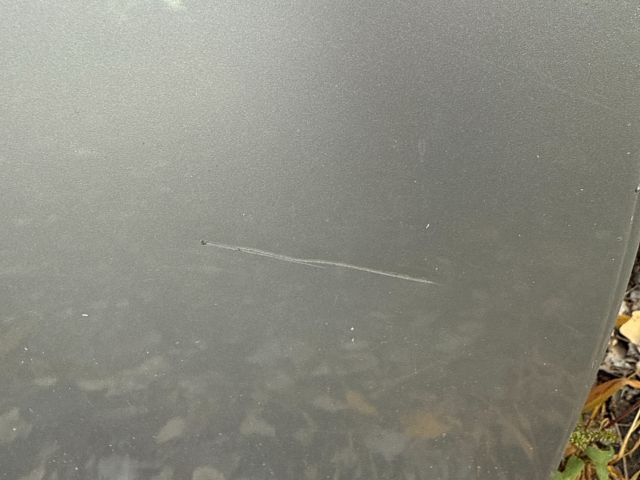 bontott BMW 5 E61 Jobb hátsó Ajtó (Üres lemez)