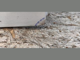 bontott BMW 5 GT Jobb hátsó Ajtó (Üres lemez)