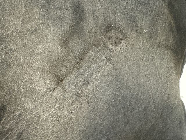 bontott BMW X3 Bal első Hátsó Dobbetét (Kerékjárati, Műanyag)