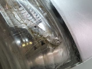 bontott CHEVROLET CAPTIVA Bal Visszapillantó Tükör (Elektromos)