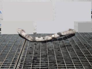 bontott CITROËN C-CROSSER EGR Hűtő Cső