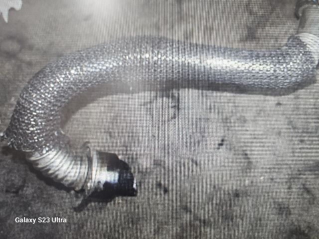 bontott CITROËN XSARA PICASSO EGR Hűtő Cső