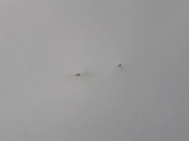 bontott DACIA LOGAN Motorháztető