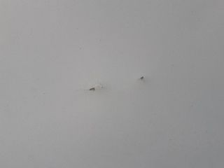 bontott DACIA LOGAN Motorháztető