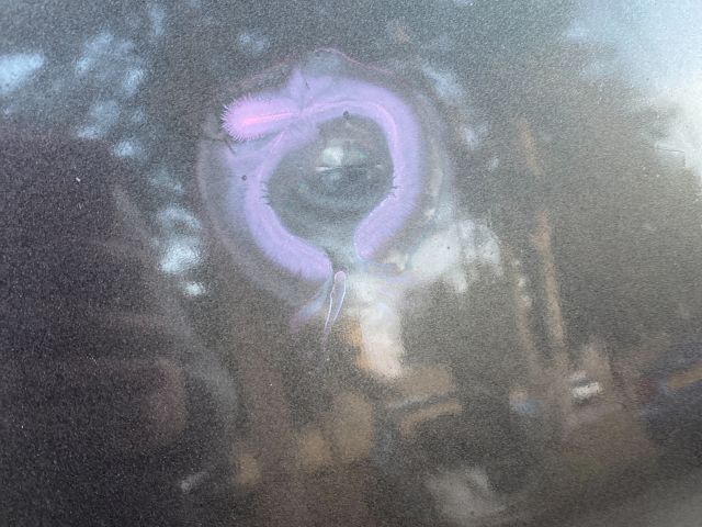 bontott FIAT BRAVO Motorháztető