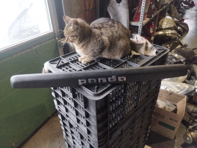 bontott FIAT PANDA Hátsó Rendszámtábla Világítás