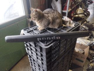 bontott FIAT PANDA Hátsó Rendszámtábla Világítás