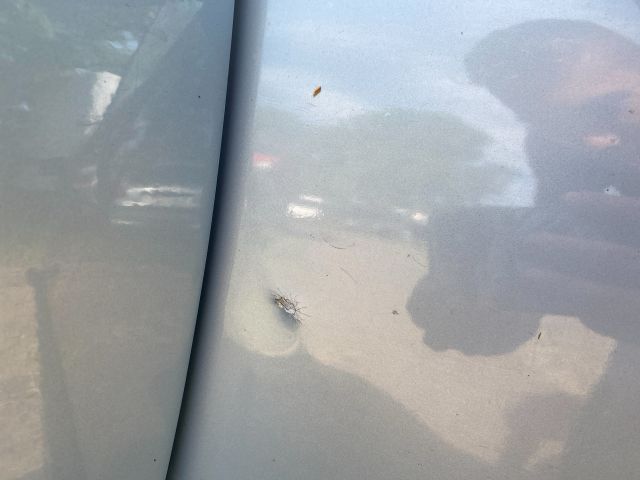 bontott FIAT SEICENTO Bal első Ajtó (Üres lemez)