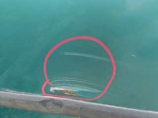 bontott FORD FIESTA V Bal első Ajtó (Üres lemez)