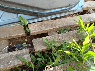 bontott FORD FIESTA V Bal hátsó Ajtó (Részeivel)