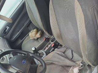 bontott FORD FOCUS II Hátsó középső Fejtámla