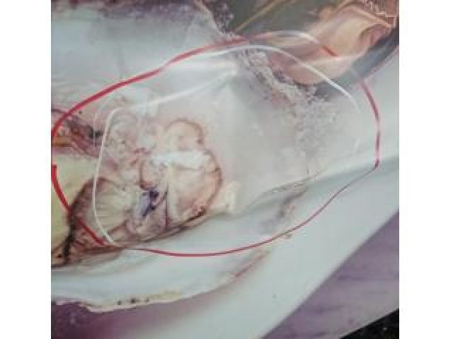 bontott FORD TRANSIT Jobb hátsó Ajtó (Üres lemez)