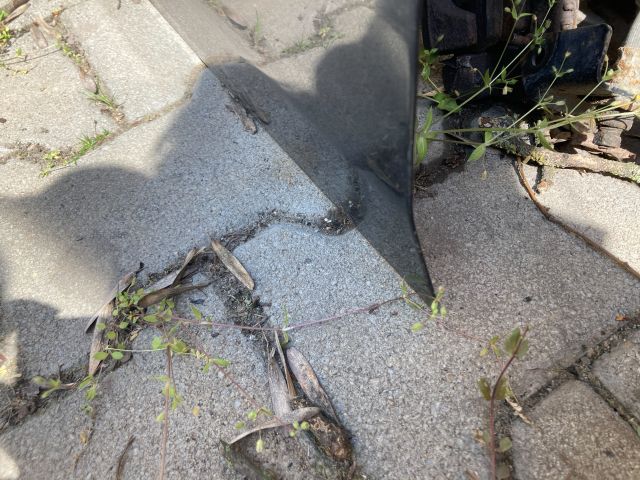 bontott HONDA ACCORD Bal első Ajtó (Üres lemez)