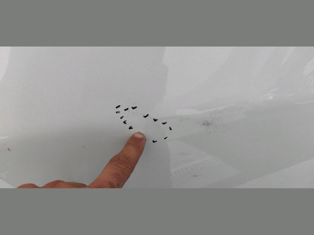 bontott HONDA CIVIC IX Jobb hátsó Ajtó (Üres lemez)