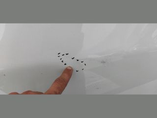 bontott HONDA CIVIC IX Jobb hátsó Ajtó (Üres lemez)