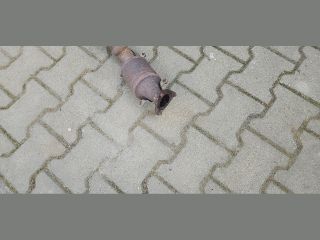 bontott HONDA JAZZ Katalizátor