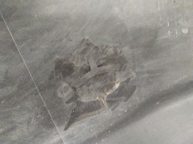 bontott HONDA JAZZ Hátsó Lökhárító (Üresen)