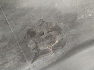 bontott HONDA JAZZ Hátsó Lökhárító (Üresen)