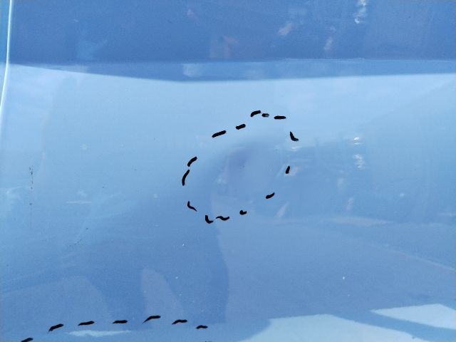 bontott HYUNDAI i20 III Bal hátsó Ajtó (Üres lemez)