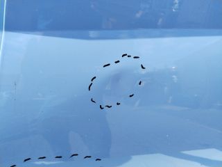 bontott HYUNDAI i20 III Bal hátsó Ajtó (Üres lemez)