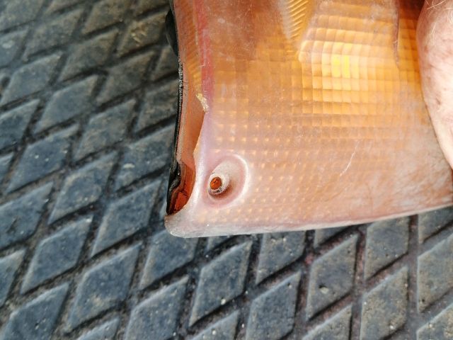 bontott ISUZU TROOPER Bal első Irányjelző