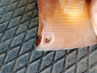 bontott ISUZU TROOPER Bal első Irányjelző