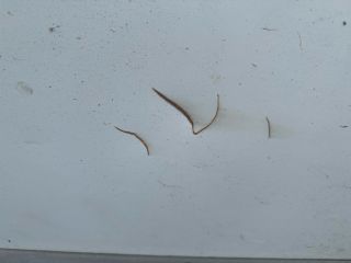 bontott IVECO DAILY Bal első Ajtó (Üres lemez)