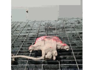 bontott JEEP COMPASS Bal első Fékkengyel