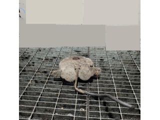 bontott JEEP GRAND CHEROKEE Bal első Fékkengyel