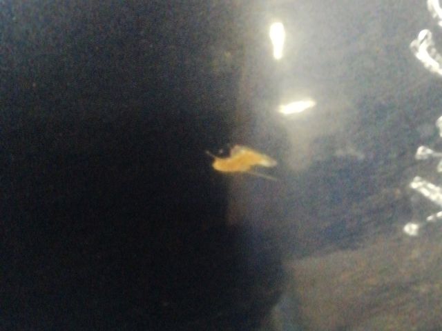 bontott KIA CARENS Bal hátsó Ajtó (Üres lemez)