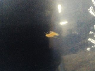 bontott KIA CARENS Bal hátsó Ajtó (Üres lemez)