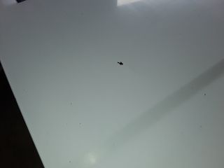 bontott KIA K2500 Bal hátsó Ajtó (Üres lemez)