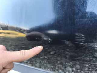 bontott KIA SORENTO Jobb hátsó Ajtó (Üres lemez)