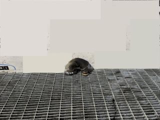 bontott LAND ROVER FREELANDER EGR Hűtő Cső