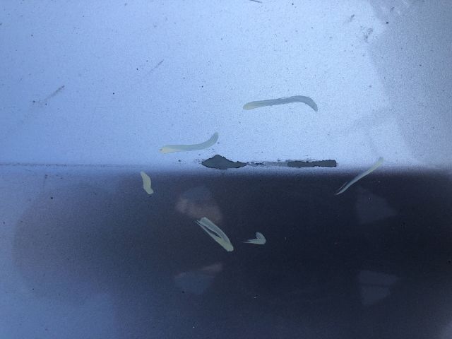 bontott MAZDA 3 Motorháztető