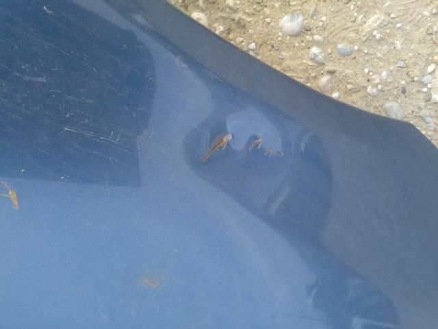 bontott MAZDA 626 Bal első Sárvédő