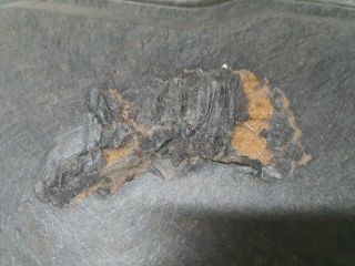 bontott MAZDA CX-5 Motorháztető Szigetelés