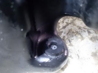 bontott MERCEDES-BENZ C-CLASS Ablakmosó Tartály