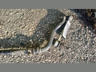 bontott MERCEDES-BENZ M-CLASS Első Vízszintes Stabilizátor Rúd