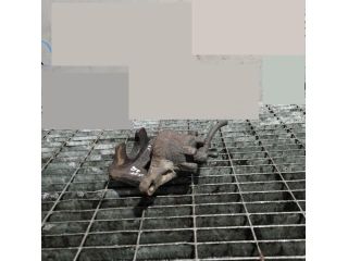 bontott MITSUBISHI ASX Bal első Fékkengyel