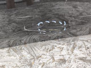 bontott NISSAN LEAF Bal hátsó Ajtó (Üres lemez)