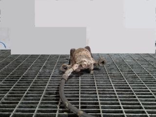 bontott NISSAN MURANO Bal hátsó Fékkengyel