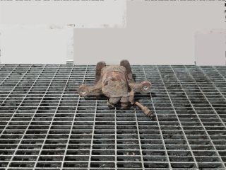 bontott OPEL ANTARA Jobb hátsó Fékkengyel