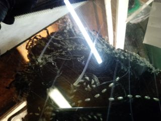 bontott OPEL ASTRA G Bal C Oszlop Oldalablak Üveg